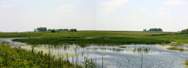 wetland1